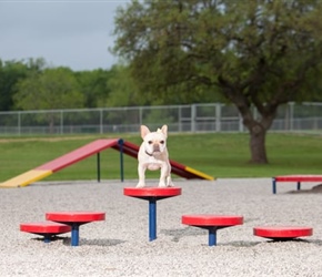 Dog-On-It - Agility Walk