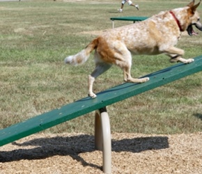 Bark Park - Teeter Totter