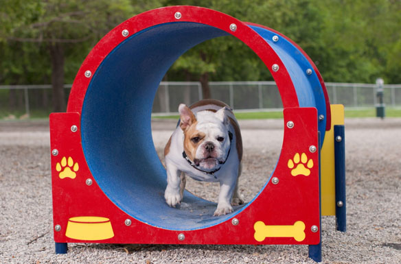 Dog Park Equipment