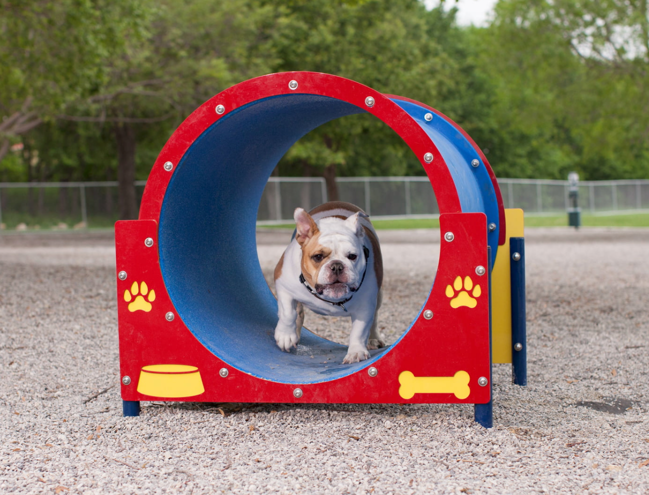 Backyard Dog Playground/playground Equipment For Dogs - Buy Backyard Dog  Playground,Playground Equipment For Dogs Pro…